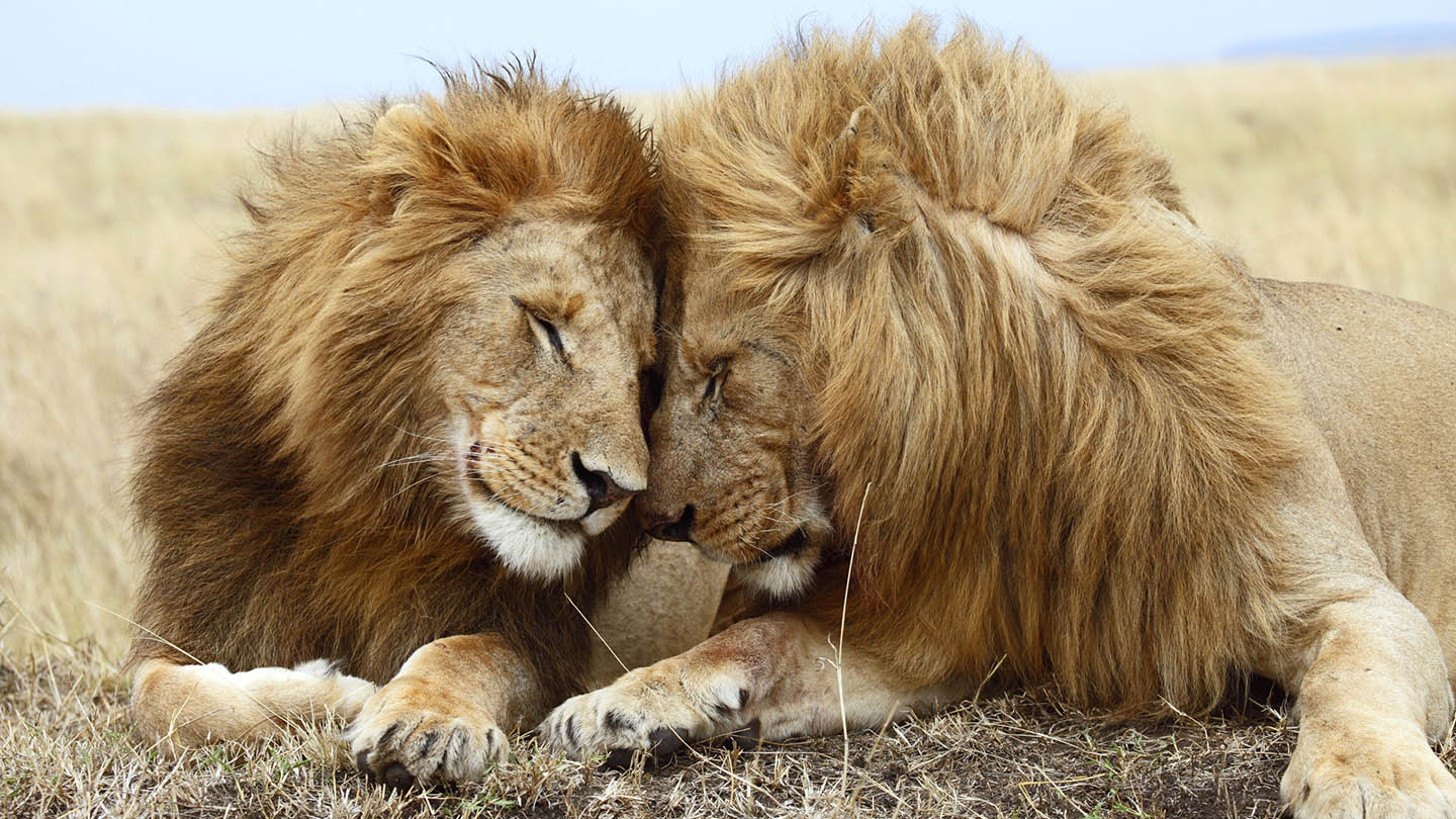 Tanzania safari male lions