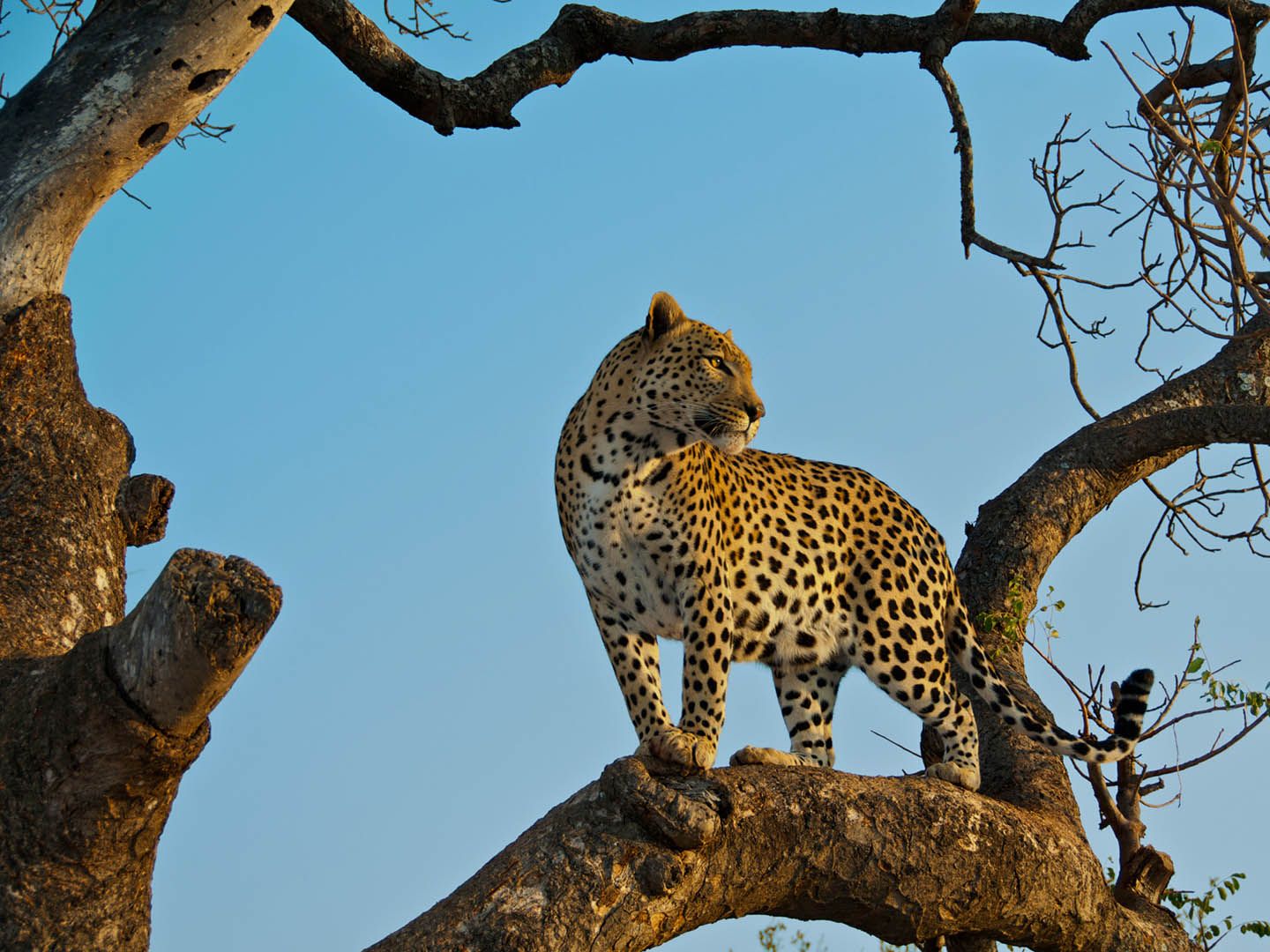 Tanzania safari leopard