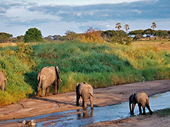 Safari Tours